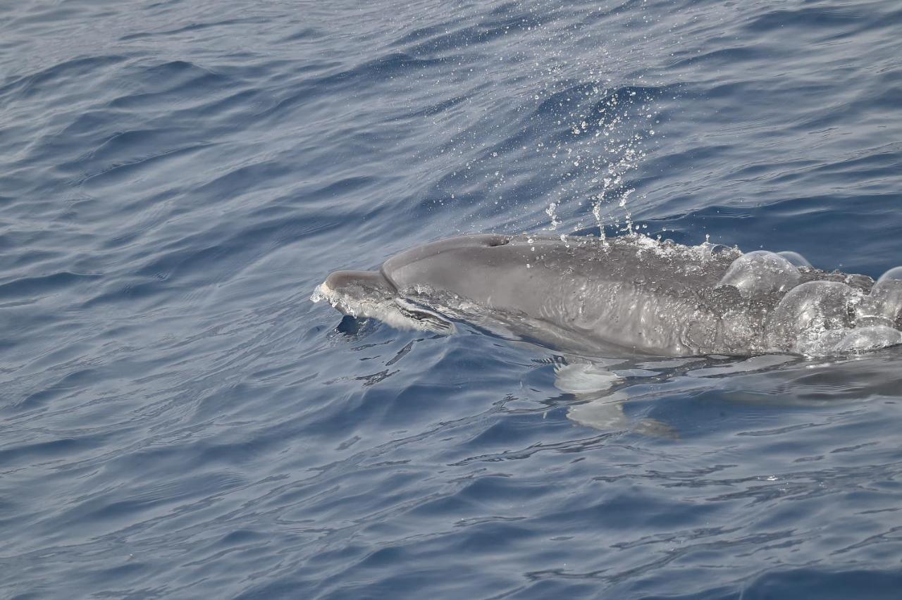 Casa Max Tenerife La Mareta Dış mekan fotoğraf