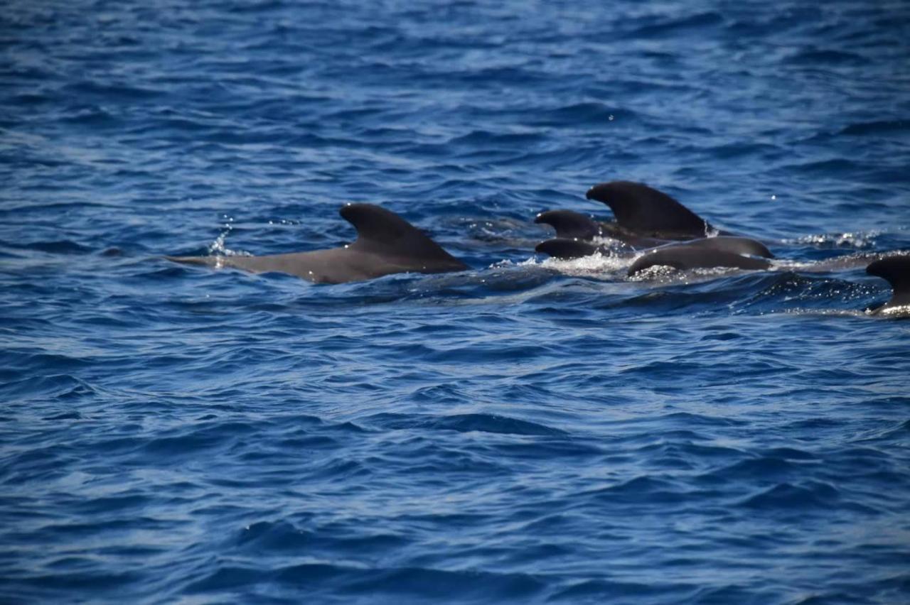 Casa Max Tenerife La Mareta Dış mekan fotoğraf