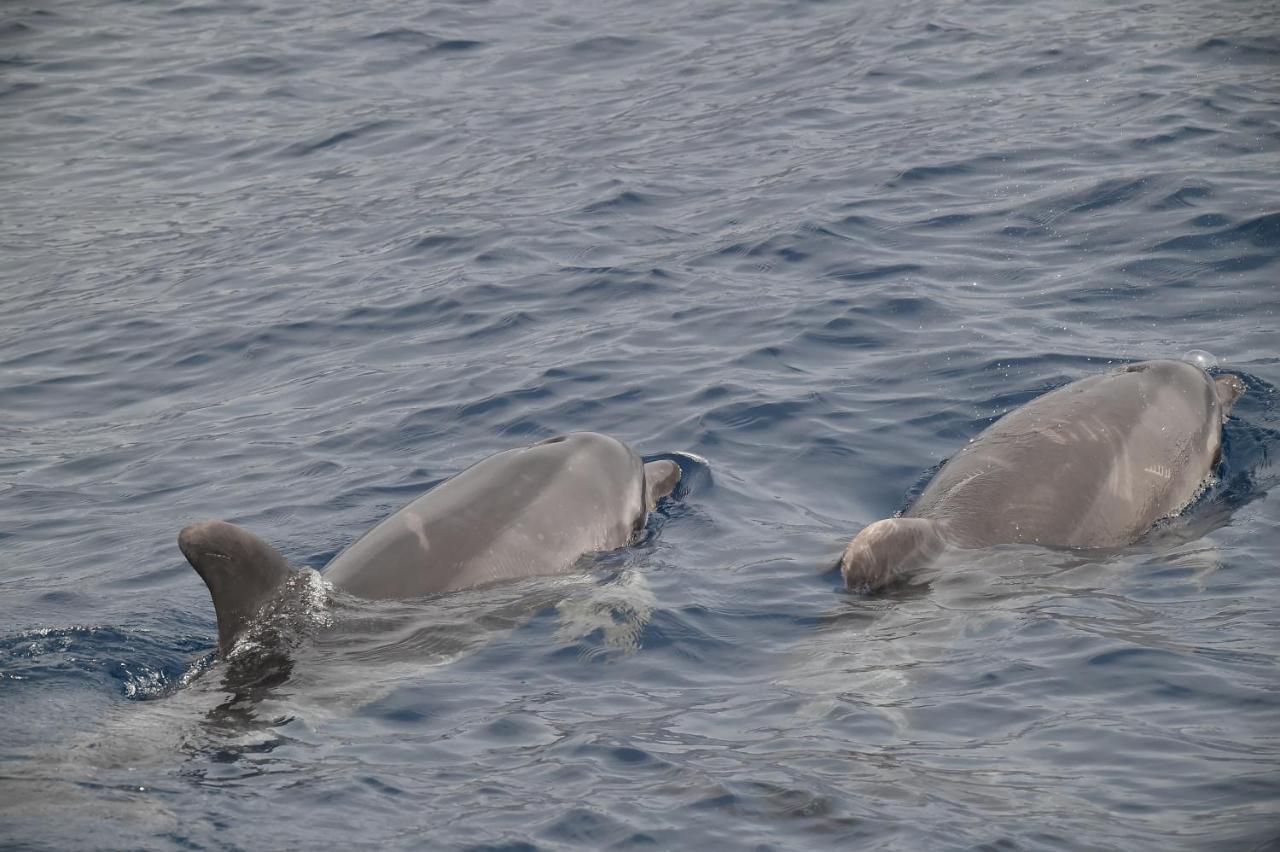 Casa Max Tenerife La Mareta Dış mekan fotoğraf