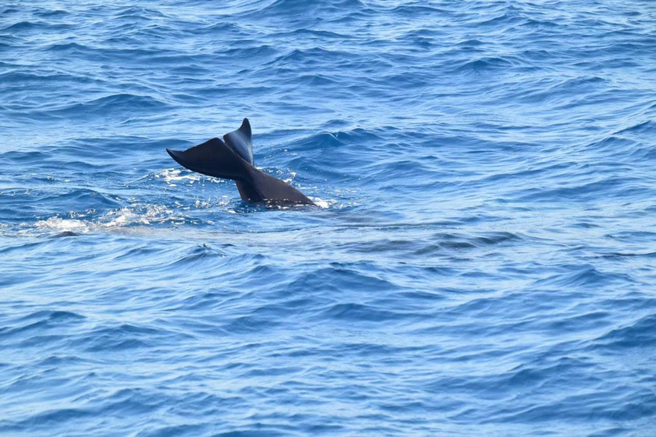 Casa Max Tenerife La Mareta Dış mekan fotoğraf